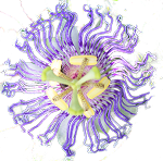 Logo of HypertWiki