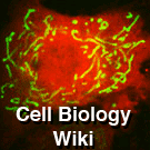 Logo of Cellbiology