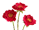 Logo of The Flower Raj