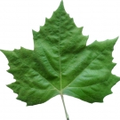 Logo of Grünes blatt