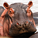 Logo of Hippo Wiki
