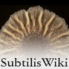 Logo of SubtilisWiki
