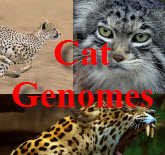 Logo of Catgenome.org
