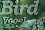 Logo of Birdmedia