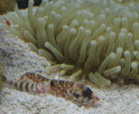 Logo of Reef Projects
