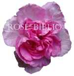 Logo of Rose-Biblio