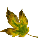 Logo of Klub lesního golfu