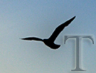Logo of TorneWiki