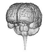 Logo of MindModelingWiki