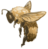 Logo of Bbh wiki