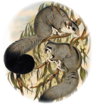 Logo of WikiGlider