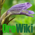 Logo of OroWiki