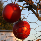 Logo of Sustainable Sourcing Semantic Wiki