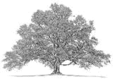 Logo of The Family Tree Wiki