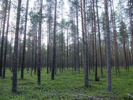 File:Birch pine.png
