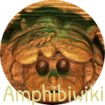 Logo of Amphibia wiki