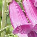 Logo of Digitalis