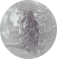 Thumbnail for version as of 13:29, 3 February 2014