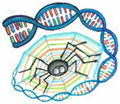 Thumbnail for version as of 13:47, 27 January 2013