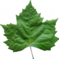 Thumbnail for version as of 14:45, 2 October 2014