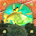 Thumbnail for version as of 10:33, 18 June 2022