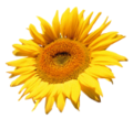 Thumbnail for version as of 15:53, 2 October 2014