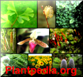 Thumbnail for version as of 15:02, 27 January 2013