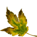 Thumbnail for version as of 15:55, 2 October 2014