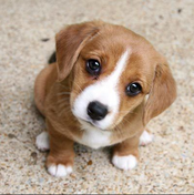 Logo of CutiePuppies Wiki! Wiki