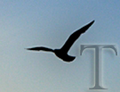 Thumbnail for version as of 18:45, 2 October 2014