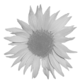 Thumbnail for version as of 02:59, 12 January 2013
