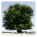 Thumbnail for version as of 15:58, 28 March 2014