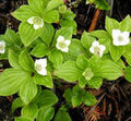 Thumbnail for version as of 15:02, 27 January 2013