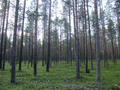 Thumbnail for version as of 04:33, 11 August 2013
